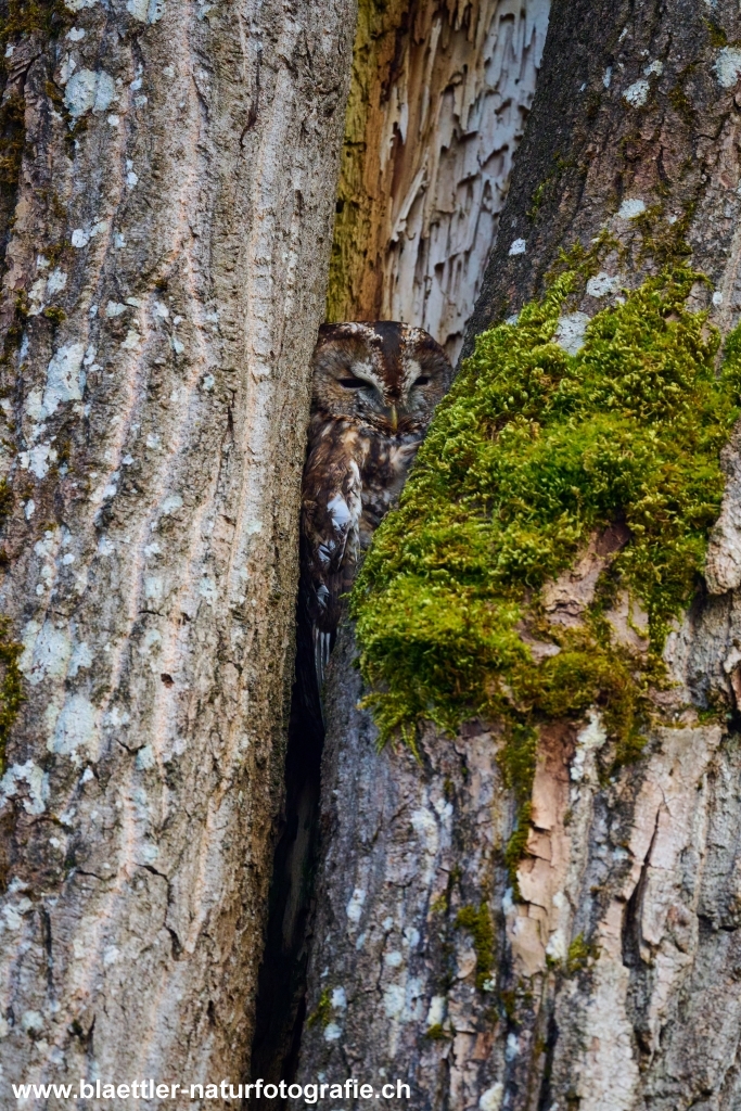 Waldkauz (Strix aluco) &copy; Sandra Bl&auml;ttler